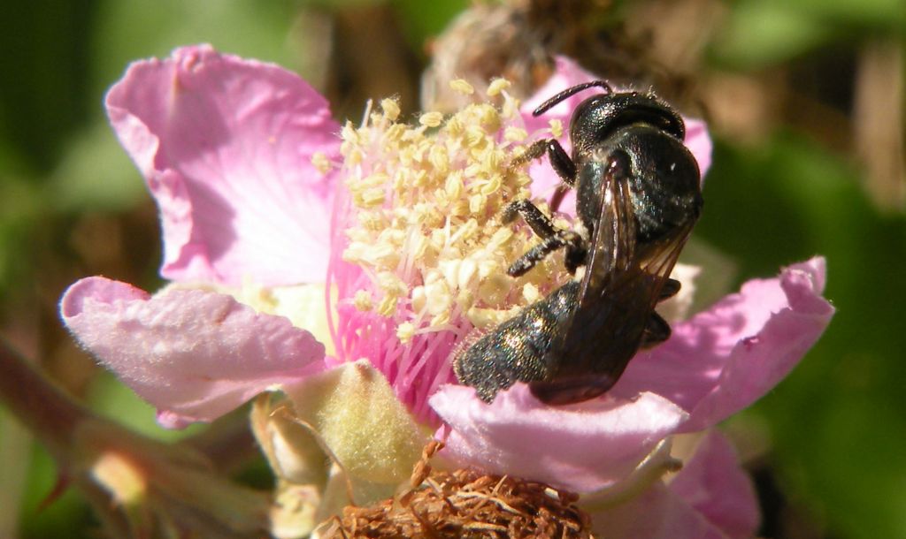 Ceratina cucurbitina su rovo (Grecia)